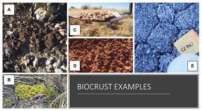 Broader Impacts for Ecologists: Biological Soil Crust as a Model System for Education